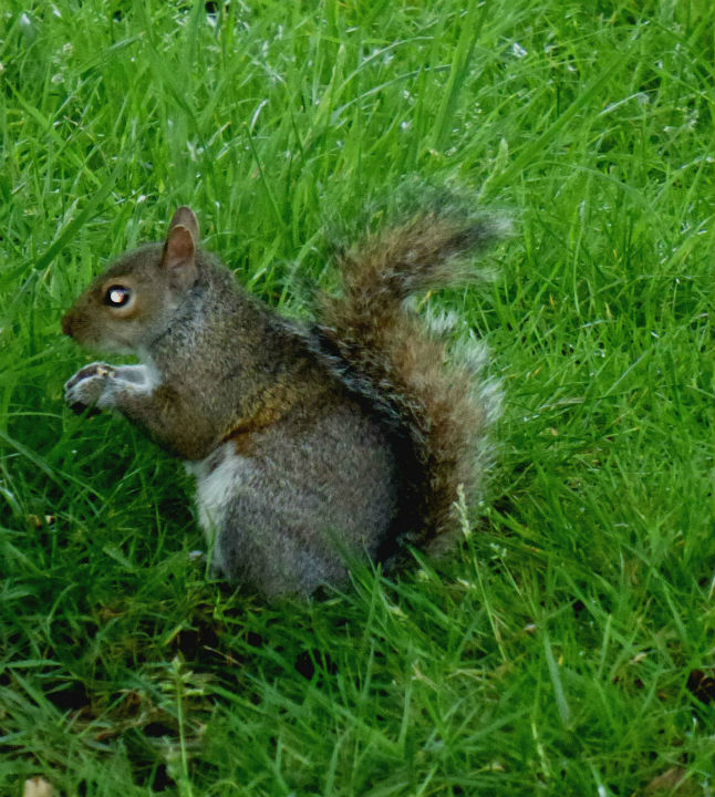 Il cuore verde di Londra: Kensington Gardens e Hyde Park